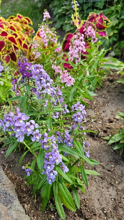In an outdoor garden setting in Cheonan-si, South Korea, a variety of plants are in bloom. The foreground is dominated by clusters of small, delicate purple flowers with white centers, growing on tall, green stems. Behind these, taller spikes of lighter pink flowers are visible, interspersed with broad, colorful leaves featuring a striking pattern of deep red, magenta, and lime green. The ground is a mix of dark soil and small pebbles, with some green foliage visible towards the right side of the frame. A blurred, dark, wire fence runs along the top right edge of the image. The overall impression is a vibrant and lush garden bed, possibly part of a public park or private residence.