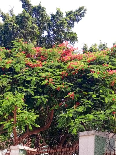 The image depicts a vibrant green tree adorned with numerous small red flowers, situated against a bright sky. In the foreground, a section of a light-colored, textured wall is visible, topped with barbed wire fencing. Another fence, made of dark metal bars, runs horizontally across the bottom of the frame. The lower-left corner of the image contains text that reads "Kuje, Nigeria". The scene suggests an outdoor environment, likely in Kuje, Nigeria, characterized by lush vegetation and security measures.