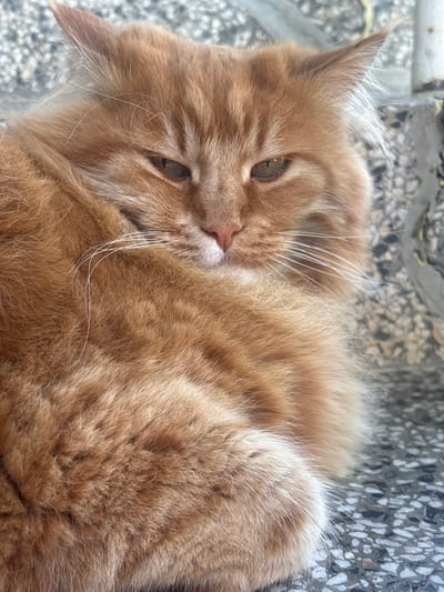 The image shows a close-up, low-angle shot of an orange tabby cat lying on a speckled, greyish-white surface. The cat's fur is long and fluffy, with lighter fur around its face and ears. Its eyes are green, and its gaze is directed slightly to the left of the camera. The cat appears relaxed, with its head resting on its paws and its body curled up. The background is out of focus, but it appears to be an outdoor setting with a stone or concrete surface. The lighting suggests it is daytime, and the weather is likely clear. There is no visible text in the image. The location context is Vaklino, Bulgaria.