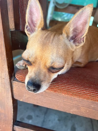A tan chihuahua is sleeping on a chair cushion. The chair is made of wood and has a striped cushion with orange and white stripes. The dog's eyes are closed and its head is resting on its paws. The background is blurred and shows what appears to be an outdoor setting. The dog appears to be in a peaceful state of rest. The location is the city of Karabunar, Bulgaria.