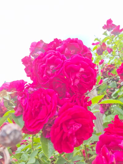 A close-up, low-angle shot captures a cluster of vibrant fuchsia-colored roses blooming against a bright, overexposed sky. The roses are densely petaled and fully open, with some petals showing hints of a lighter pink or white at their edges. Green foliage and thorny stems are visible, intermingled with the flowers, suggesting a garden or natural setting. A weathered, light brown wooden fence post can be seen vertically in the background, partially obscured by the foliage and roses. The image is shot with a shallow depth of field, blurring the background and emphasizing the sharp detail of the foreground roses. The overall impression is one of abundance and intense floral color. There are no people or animals present. This scene is situated in Rzeszów, Poland.
