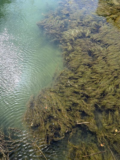 The image is a high-angle shot of a body of water, possibly a river or canal, in Mercurol-Veaunes, France. The water on the left side of the image is clear and exhibits ripples from sunlight, creating a shimmering effect. On the right side, the water is densely populated with submerged aquatic vegetation, appearing as a thick mat of green and brown plant matter. Some debris, including twigs and leaves, are visible floating on or within the vegetation. The lighting suggests it is daytime, with sunlight strongly illuminating the surface of the water. No people or animals are visible in the frame.