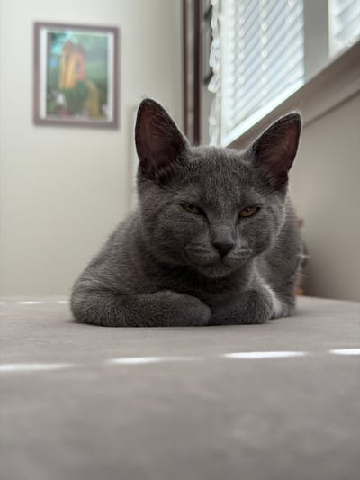 A close-up, low-angle shot shows a gray cat with yellow eyes lying on a gray surface, possibly a couch or bed. The cat is facing forward, with its paws tucked underneath its body. Its ears are perked up, and its expression is neutral. In the background, a framed picture hangs on a light-colored wall. To the right, a window with white blinds is visible, with sunlight casting striped shadows on the surface in front of the cat. The overall lighting is soft, creating a calm and intimate atmosphere. The location is not specified in Buford, United States.