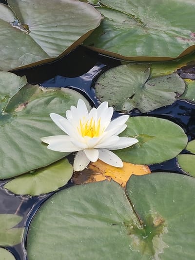 A white water lily with a bright yellow center blooms in a pond, surrounded by large, green lily pads. The water is dark and reflective, with subtle ripples. One lily pad in the foreground appears to be turning yellow and brown, suggesting a possible transition into autumn. The scene is peaceful and natural, likely captured during daylight hours. No people or text are visible in the image. The location is identified as Beketovo, Russia.