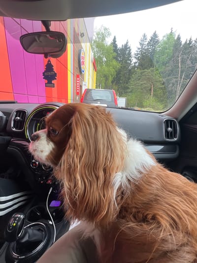 The image shows the interior of a car with a Cavalier King Charles Spaniel dog positioned on the dashboard, partially obscuring the driver's view. Through the windshield, the exterior shows a colorful Burger King restaurant in Берсеневка, Russia. The reflection of the restaurant is also visible in the car's rearview mirror, along with a "Little Trees" air freshener hanging from it. The dog's body is predominantly brown and white, with its head close to the car's controls. The car's dashboard is visible with various buttons and vents. The passenger's seat is partially visible in the lower-right corner, showing a person wearing Adidas striped pants.