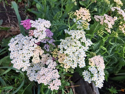 The image shows a close-up view of a patch of yarrow flowers in varying shades of white, pale pink, and a vibrant fuchsia. The flowers are arranged in dense, flat-topped clusters. The background consists of dark soil and green foliage, suggesting an outdoor setting. A single wasp is visible on one of the flower clusters. The scene appears to be a natural or garden environment. The location is specified as Chernetsk, Russia.