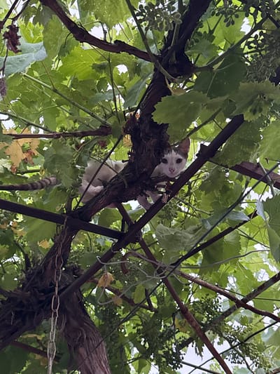 A white and gray cat is perched on a thick vine, peeking out from behind lush green grape leaves. The cat's face is visible, with green eyes and pink ears, looking directly at the camera with a curious expression. Its body is mostly hidden by the foliage and the vine, but its paws are visible, gripping the branch. A long, striped tail hangs down from its perch. The scene is set amidst a grape trellis, with thick, gnarled vines and clusters of small, unripe green grapes scattered throughout. Sunlight filters through the leaves, creating dappled light and shadows. The background is a bright, overcast sky, suggesting it is daytime, possibly a cloudy or humid day. The setting appears to be outdoors, likely a garden or vineyard in Blatets, Bulgaria. There is no visible text in the image.