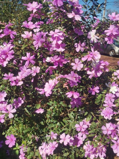 The image displays a densely blooming Tibouchina shrub with vibrant pink and purple flowers. The flowers are five-petaled with prominent stamens. The shrub is characterized by its lush green foliage, which provides a backdrop to the abundant blossoms. In the background, a portion of a silver car and a utility pole are visible, suggesting an urban or suburban setting. The scene is bathed in sunlight, casting shadows on the flowers and foliage. The overall impression is one of a flourishing natural element within a developed area, likely situated in the city of Obligado, Paraguay, given the context provided.