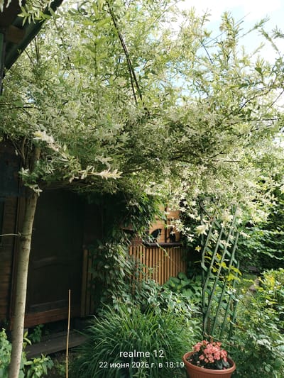An exterior shot captures a lush garden scene in Авиатор Снт, Russia, bathed in natural light under a partly cloudy sky. A large, variegated tree with white and green foliage dominates the upper portion of the frame, its branches arching over a dark wooden structure, possibly a shed or outbuilding, with a partially visible dark door. The tree's trunk, with textured bark, stands to the left.
Beneath the tree, dense green foliage fills the midground. A wooden fence with vertical slats runs horizontally across the scene behind the greenery, and a green, lattice-like garden trellis stands to the right. At the lower right corner, a terracotta pot holds a cluster of pink flowers.
The foreground features more lush vegetation, including tall, grassy plants and smaller leafy plants. A thin bamboo stake is planted vertically in the ground to the left of center. The bottom right of the image displays a watermark with "realme 12" and the date "22 июня 2026 г." along with a time of "18:19". There are no people visible in the image.