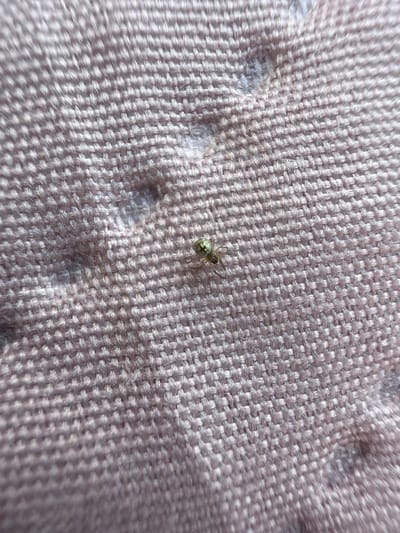 The image shows a small, light-colored spider with dark markings on its abdomen, resting on a pinkish, textured fabric. The fabric appears to be a coarse weave, possibly upholstery or bedding, with a quilted pattern visible in the background. The spider is centrally located in the frame. There is no indication of the location in Saulkalne, Latvia, or any other specific environmental details beyond the immediate subject matter.