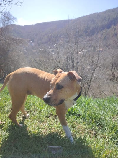 The image portrays an outdoor landscape in Vlado Trichkov, Bulgaria, under bright sunlight. The central subject is a tan-colored dog, consistent with a Pitbull-type breed, positioned on a sunlit grassy slope. The dog possesses short, fawn-colored fur, a white chest, and white markings on its front right paw/leg. It is equipped with a dark-colored collar and a metallic tag visible around its neck. The dog stands with its head slightly turned to the left and downward, with ears folded back. Specks of what appears to be dust or fine debris are visible on its muzzle and forehead. The immediate foreground features dense, lush green grass. The midground reveals a hillside populated by numerous bare deciduous trees, indicative of early spring or late winter, with distant, indistinct structures visible further down the slope. The background is dominated by a prominent mountain range covered in dark coniferous trees, set against a clear, bright blue sky. Natural light casts distinct shadows on the grass from the dog.
