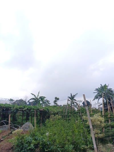 The scene depicts an agricultural area in Clacuc, Timor-Leste, under a heavily overcast, white-to-light-gray sky. The lower two-thirds of the image feature dense green vegetation. In the foreground-left, a large, dark-wood trellis structure covered in vigorous green vines is prominent. Adjacent to this, two low, arched frames covered with a white material are visible on the ground. The midground is characterized by varied green foliage, supported by numerous thin wooden stakes, and includes a thicker, lighter-colored wooden pole positioned vertically on the right. In the background, several banana trees with broad leaves stand alongside other dense tree cover. A partial view of a building with a light-colored roof is discernible in the far left background, above the trellis. No individuals, actions, or specific interactions are observed within the frame.