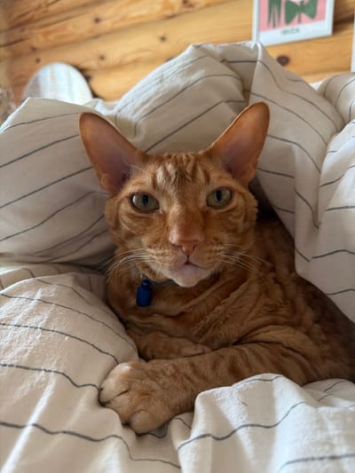 A ginger cat with large ears and green eyes is nestled under a striped blanket. The cat is looking directly at the camera with a curious expression. Its fur appears curly, suggesting it might be a breed like a Rex cat. A small blue tag is visible on its collar.
The setting appears to be indoors, with wooden flooring visible in the background. A framed picture with abstract green and pink shapes is leaning against the wall to the left. The lighting suggests it could be daytime, possibly morning or afternoon. The overall mood is relaxed and cozy, with the cat appearing comfortable and content in its bed. The image is taken from a high-angle perspective, looking down at the cat.