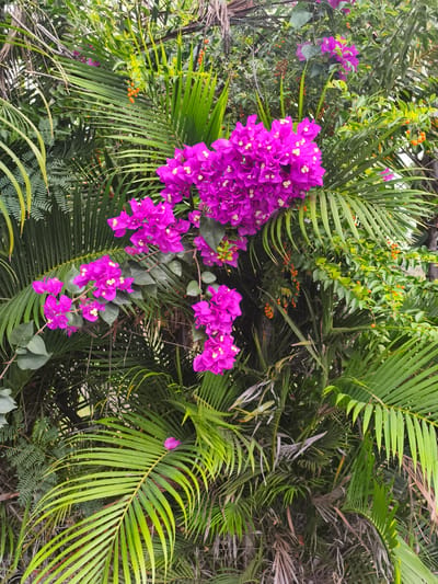 This is a close-up, vertical, eye-level shot of vibrant pink bougainvillea flowers blooming amidst lush green palm fronds and other foliage. The bougainvillea clusters are the focal point, with their bright magenta bracts surrounding small, white, trumpet-shaped flowers. The palm leaves, varying in shades of green, are sharp and detailed, some appearing newly grown and bright, while others show signs of age and browning at the tips. Interspersed within the greenery are small clusters of bright orange berries. The background is a dense tapestry of leaves and branches, suggesting a tropical or subtropical garden environment. The lighting is diffused, indicating an overcast day or shaded area, which enhances the saturation of the colors. No people are present in the image. The setting is outdoors, in a garden or naturalistic landscape. The image does not depict any specific landmark or building that would definitively place it within the city of Sainte-Marie, France.