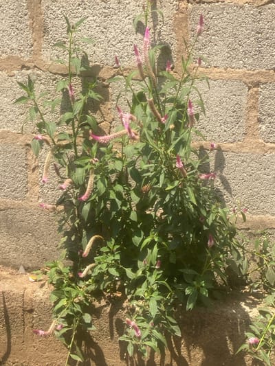 The scene depicts a cluster of flowering plants growing alongside a textured grey concrete block wall in Idiroko, Nigeria. The plants have vibrant green leaves and numerous inflorescences, predominantly in shades of pink and magenta. Some of these flower spikes are upright, while others exhibit a drooping, brush-like form. The base of the wall features a horizontal concrete surface where the plants appear rooted. Strong sunlight illuminates the scene, casting distinct shadows of the foliage onto both the wall and the lower concrete surface. No people, objects other than the plants and structures, or discernible actions or interactions are present in the image.