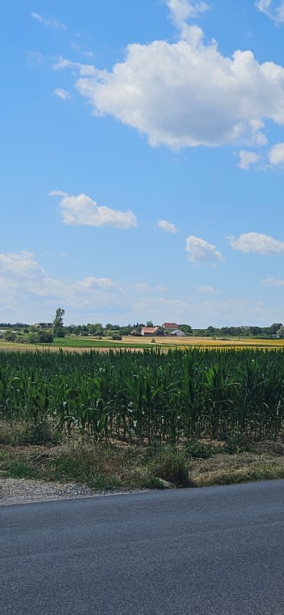 The image depicts a rural landscape under a bright blue sky with scattered white clouds. In the foreground, a dark asphalt road is visible, with a rough, gravelly shoulder. Beyond the road, a dense field of tall green corn stalks occupies the middle ground, with some dry grass and weeds growing at the base of the stalks. In the background, a cluster of red-roofed buildings, likely farmhouses or outbuildings, are situated amidst trees and fields of yellow crops. A single tall tree stands to the left of the buildings. The overall scene suggests a sunny day in an agricultural area. The location is identified as Cserszegtomaj, Hungary.