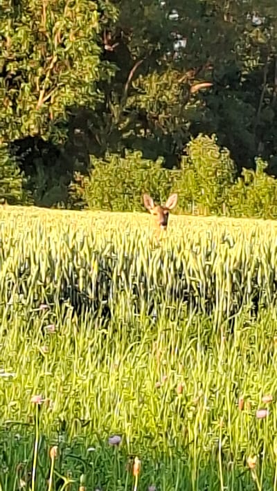 The image shows a fawn, a young deer, standing in a grassy field. The fawn is light brown with a few white spots, and its ears are large and prominent. It is facing to the left, with its head turned slightly towards the camera. The fawn is in the center of the image, with a dark green, leafy bush to its left and a field of tall, green grass to its right. The grass appears to be a mix of blades and some flower heads, some of which are reddish-brown. The lighting suggests it is daytime, and the overall scene is peaceful and natural, evoking a sense of wildlife in its habitat. The image is an outdoor shot, likely in a rural or natural setting, possibly near a wooded area given the presence of the bush. The fawn's alert posture suggests it is aware of its surroundings. There is no visible text in the image.