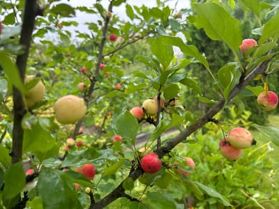 The image shows a close-up of a crabapple tree branch laden with small, round crabapples. Some of the crabapples are red, while others are a pale yellow or green, and some are mottled with red and yellow. The crabapples are clustered together on the branch, and many of them are covered in water droplets, indicating recent rain. The leaves of the tree are a vibrant green and appear to be wet as well. In the background, out of focus, are more green foliage and a blurry, overcast sky. The scene appears to be in a natural outdoor setting, likely a garden or orchard, in the city of Slavenka, Russia. There are no people or animals visible in the image.