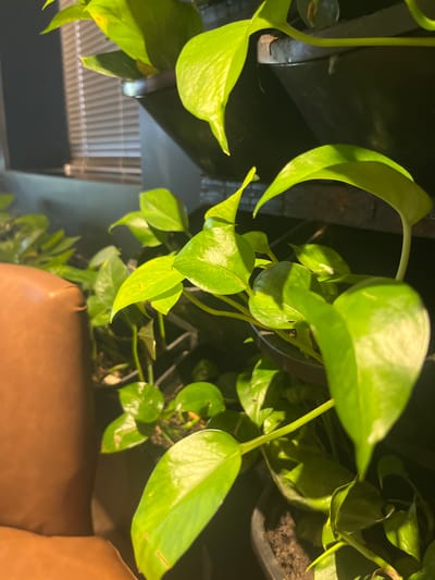 A close-up, vertical shot focuses on lush, bright green Epipremnum aureum (Golden Pothos) plants. The leaves are vibrant and glossy, some with subtle yellow variegation, and they trail downwards. The plants are housed in black planters, stacked vertically. In the left foreground, a portion of a brown leather-upholstered chair is visible, suggesting an indoor setting. Behind the plants, a window with horizontal blinds is partially visible, indicating daylight filtering into the room. The scene appears to be an interior setting, possibly a home or office, in Agios Athanasios Municipality, Cyprus, where such decorative plants are commonly used to enhance indoor environments.
