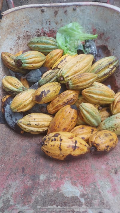 A close-up, high-angle, full shot shows a pile of cacao pods, some green and some yellow, in a rusty, weathered wheelbarrow. A crumpled piece of green plastic sheeting rests on top of some of the pods. The wheelbarrow's interior is stained with what appears to be dirt and possibly fruit juice. The exterior of the wheelbarrow is red and rusty. The scene is set in Meunasahblangara, Indonesia.
