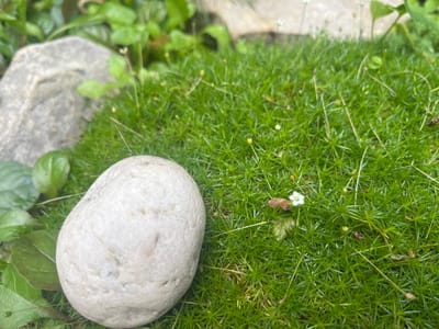 A close-up, eye-level, natural light shot captures a smooth, off-white, ovate stone resting on vibrant green, needle-like moss. The stone is positioned in the lower left quadrant of the frame. Behind and to the left of the stone, several rounded, dark green leaves are visible. Further in the background, a larger, irregularly shaped grey stone is partially visible amongst soft-focus green foliage. The moss carpet extends throughout the rest of the image, dotted with tiny white flowers and the tips of thin green stems. The scene appears to be a detail of a garden or natural outdoor setting in the village of Starozhivotinnoe, Russia.