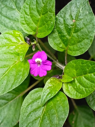 A vibrant purple flower with a white center, surrounded by numerous green leaves, dominates the view. The leaves are mostly glossy, with visible veins and some small imperfections on their surfaces. A few dark purple buds or plant parts can be seen nestled among the leaves. The composition is tight, focusing on the plant's foliage and the single prominent bloom.