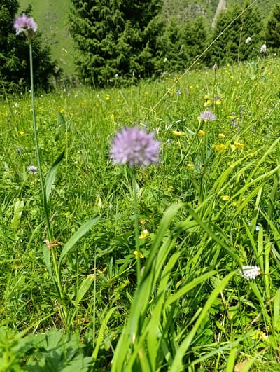 The image depicts a meadow with dense green grass, scattered wildflowers, and evergreen trees in the background. The foreground is dominated by tall, lush grass blades, some of which are out of focus. In the middle ground, several purple allium-like flowers and small yellow buttercups are visible. A thin, dry stalk with a small seed head stands prominently among the greenery. In the distance, the green slopes of mountains are visible, dotted with evergreen trees. The scene suggests a natural, possibly mountainous environment, consistent with the region of Ak-Tuz, Kyrgyzstan, known for its alpine meadows and coniferous forests. No people or animals are present in the image. The lighting indicates it is daytime, with sunlight illuminating the meadow.