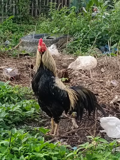 A rooster stands in an outdoor area with dense green foliage and debris. The rooster is predominantly black and gold, with a red comb and wattle. In the background, a worn tire is visible, along with scattered dry leaves, twigs, and white plastic bags. The scene appears to be in a somewhat unkempt, natural environment.