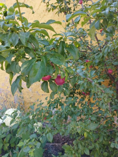 A close-up, eye-level shot captures a plum tree laden with ripe fruit against a textured yellow wall. The tree is dense with green leaves, and several red plums are visible, some clustered together, others hanging individually. The sunlight casts dappled shadows across the foliage. In the lower left quadrant, a portion of a white hydrangea bloom and some ground cover are also visible. The setting appears to be a garden or yard in Hospozín, Czechia.