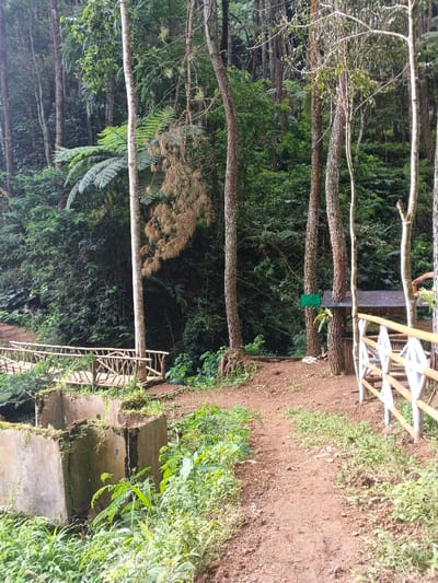 This daytime photograph captures a rustic forested landscape, likely a park or hiking area in Chilanga, Zambia. A reddish-brown dirt path forms the central subject, winding from the foreground into the mid-ground. Lush green vegetation, including ferns and various plants, covers the ground and the dense forest slopes on either side.
On the left side of the path in the foreground, two weathered concrete block structures, partially covered in moss, are visible. Adjacent to these structures, a wooden bridge with a decorative bamboo railing spans what appears to be a small ditch or stream, leading into the deeper forest.
Numerous tall trees with light and dark bark dominate the scene, creating a dense canopy. Some dry, brown foliage hangs from a tree in the mid-left. On the right side of the path, a bamboo railing with white cross-sections defines the edge, leading towards a small, dark-roofed shelter or kiosk nestled among the trees. A small, rectangular green sign is attached to a tree trunk near this shelter, but its text is too small and distant to be legible.
The lighting is soft and diffused, suggesting an overcast day or dappled sunlight filtering through the thick tree cover. The scene appears tranquil and devoid of people, offering a sense of natural serenity. The overall impression is that of a well-maintained natural trail or recreational spot.