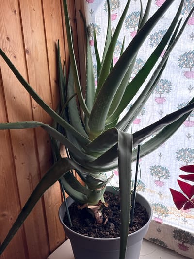 A large Aloe Vera plant is the central subject of the image, situated in a grey plastic pot filled with dark soil. The plant has thick, fleshy green leaves that taper to points and are edged with small spines. Some of the lower leaves are drooping and appear to be older or less healthy. The plant is supported by thin green stakes.

The pot is placed on a white surface, possibly a windowsill or shelf, in front of a wooden wall paneling. Behind the plant, a light-colored curtain with a repeating pattern of stylized trees in pink pots is visible. To the right of the Aloe Vera, a few bright red butterfly-shaped leaves of another plant are partially visible.

The lighting suggests it might be daytime, with natural light coming from the window behind the curtain. The overall scene depicts an indoor setting, likely a home, with a focus on the houseplants. The location is identified as Novaya Pustosh, Russia. There are no people or actions depicted in the image.