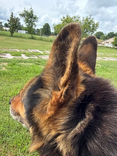 The image shows a close-up of a German Shepherd dog's head and ears, facing left. The dog's fur is a mix of black, brown, and tan. In the background, there is a grassy field with scattered trees and a cloudy sky. The location is identified as Užliekniai, Lithuania. There are no people or other animals visible in the image. The scene appears to be outdoors in a rural or park-like setting.