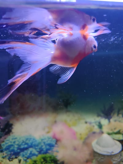 A pale orange and white goldfish swims in an aquarium. Its reflection is visible on the water's surface. The aquarium's background features blurred, colorful coral and a white shell. The location, Kotlas, Russia, is not definitively ascertainable from the visual information.