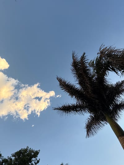 The image shows a view looking up into the sky. A palm tree canopy is visible at the top, with the trunk extending out of frame. A cluster of white clouds, illuminated by a warm light, is positioned below and slightly to the left of the palm tree. Another tree canopy is on the bottom right of the frame, with blue sky in the background. The location, San Francisco Lachigoló, Mexico is not evident in the image.