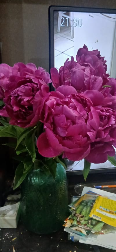 A bouquet of vibrant pink peonies is displayed in a textured, dark green glass vase. The flowers are lush and full, with visible water droplets on their petals, suggesting recent watering. The vase sits on a dark, cluttered surface, possibly a table or desk, littered with various small white specks and debris. To the right of the vase, a stack of colorful seed packets and other papers is visible. In the background, a portion of a computer monitor is seen displaying the time "21:30" and a bright, abstract wallpaper. The scene appears to be indoors, likely in a residential setting. There is no indication of the specific location within Yaransk, Russia, or any people present.