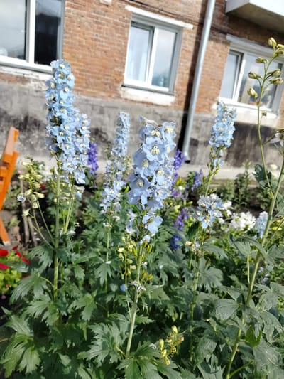 A vertical medium shot captures a cluster of pale blue delphiniums in bloom, set against a weathered brick building. The building features two windows with white frames and reflective panes, and a section of gray concrete wall below them. A downspout runs vertically along the building's exterior. The delphiniums are the primary focus, with their tall spikes of delicate, light blue flowers and green foliage filling the foreground and midground. Behind the delphiniums, various other plants and flowers are visible, including some purple flowers and hints of red flowers at the far left. The scene appears to be an outdoor setting, possibly a garden or yard in Yashkino, Russia. No people are present in the image.