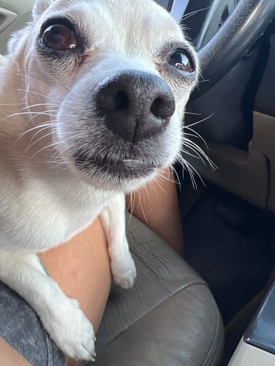 A close-up, low-angle shot captures a white dog with brown eyes and a black nose, positioned inside a vehicle. The dog's face fills a significant portion of the frame, with its nose and snout pointed directly towards the camera. The dog's white fur is visible on its face, head, and paws.

The background reveals elements of a car's interior. To the left, a portion of a steering wheel is visible, appearing dark and possibly made of plastic or leather. Behind the dog's head and to the right, a gray upholstered seat can be seen. The overall setting suggests the dog is a passenger in a car, likely on a journey.

The lighting suggests daytime, with bright light reflecting in the dog's eyes, indicating an outdoor environment or well-lit interior. No specific weather conditions are apparent. The dog's expression is neutral, with its wide eyes and alert posture. There is no visible text in the image. The scene is static, with the primary subject being the dog. The overall impression is an intimate and personal snapshot of a pet in a car.
