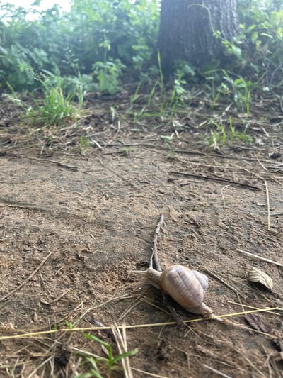 A low-angle, close-up shot shows a single snail moving across a path covered in dry soil and scattered twigs and grass. The snail, with its shell a mix of beige and brown stripes, is positioned towards the right of the frame. Behind the path, out of focus, is a dense area of green foliage, with the trunk of a tree visible on the right side of the background. The overall lighting suggests an overcast day, with soft, diffused light. There are no people or other animals visible. The location is identified as being in the city of Iwye, Belarus.