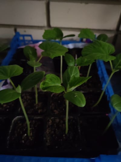 In Kotovsk, Russia, an indoor scene displays a tray of young cucumber seedlings in small black pots. The seedlings have green stems and two to four developing leaves. The background features a light-colored brick wall and a blue plastic tray holding the seedling pots. The lighting suggests an indoor environment, possibly near a window. There are no people or animals visible in the image.