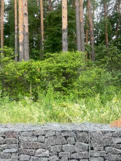 The image shows a gabion wall constructed with large gray stones and wire mesh, situated in front of a dense forest. The forest features tall pine trees with reddish-brown bark and lush green foliage. Beneath the trees, there are thick bushes and a variety of grasses, some with small white flowers, creating a natural, overgrown environment. The gabion wall appears to be a man-made structure designed to retain soil or as a decorative element. The scene is characteristic of a natural landscape found within or on the outskirts of a populated area. The location is identified as Lukhovitsy, Russia.