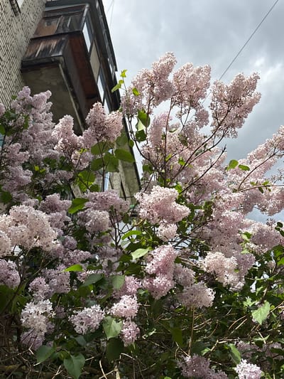 The image depicts a blossoming lilac bush in the foreground, with a portion of a building visible in the background. The building appears to be made of brick and concrete, with a small enclosed balcony featuring window panes. The sky above is overcast. The image was taken in Metallostroy, Russia. No people are visible. The primary subjects are the lilac bush and the building. The action is the blossoming of the lilac flowers. The interaction is the proximity of the bush to the building. The environment is an urban setting with overcast skies.
