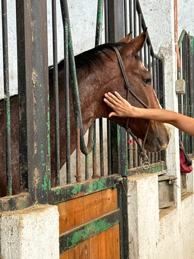 The image depicts a close-up view within a stable in El Paraíso, Mexico. A bay horse, characterized by its reddish-brown coat with dark speckling, a dark mane, and a white blaze on its forehead, is visible behind dark metal bars. The horse wears a olive-green rope halter. A human hand, with light skin, is seen reaching through the bars to gently touch the horse's neck and jawline area. The stable enclosure consists of vertical dark metal bars, some exhibiting chipped green paint and rust, atop a wooden lower gate. The background features light-colored, textured walls, possibly concrete, with an electrical outlet and a red fabric object visible on the right side.