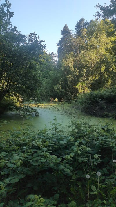 This image depicts a natural scene in Haseldorf, Germany, featuring a body of water covered in a thick layer of green algae. The water is surrounded by dense foliage, with trees and various plants creating a lush, overgrown environment. Sunlight filters through the leaves, casting dappled light on the water and vegetation, suggesting it is either early morning or late afternoon. The sky above is clear and blue. The overall impression is one of a secluded, wild, and somewhat mysterious natural setting. The image is oriented vertically, making the dense vegetation on the right side of the frame appear as a wall of green. Two dandelion seed heads are visible among the plants on the right, adding a touch of delicate detail to the otherwise wild scene. There are no people or specific objects clearly visible, the focus being entirely on the natural landscape. The atmosphere is tranquil and undisturbed.