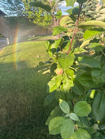 The image depicts a close-up view of a young apple tree branch with vibrant green leaves and a small, unripe apple. In the background, a sprinkler is watering a lawn, creating a faint rainbow effect in the mist. The scene is set in the city of Dubovoye, Russia, with a wooden fence and trees visible in the distance, suggesting a residential backyard. The sunlight highlights the textures of the leaves and the delicate rainbow.