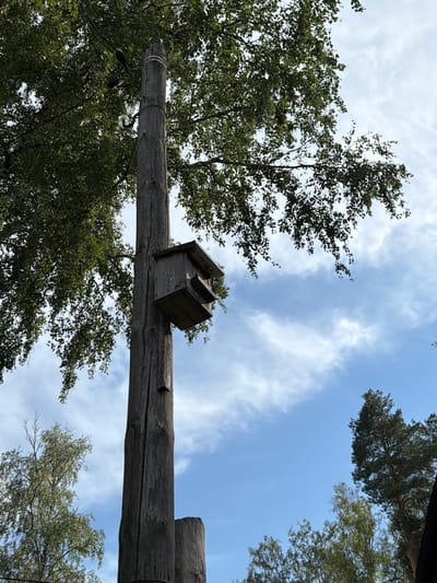 In Altayskiye Zori, Russia, a weathered, vertical wooden pole stands prominently, supporting a rustic wooden birdhouse attached to its side. The birdhouse is a simple, box-like structure with an angled roof. Above and to the left of the pole, the dense green foliage of a leafy tree partially obscures the bright blue sky, which is dotted with wispy white clouds. To the right and further in the background, the dark green needles of a tall pine tree reach upwards. Another, smaller wooden post is visible at the base of the main pole, partially obscured by it. The overall scene depicts a natural outdoor setting.