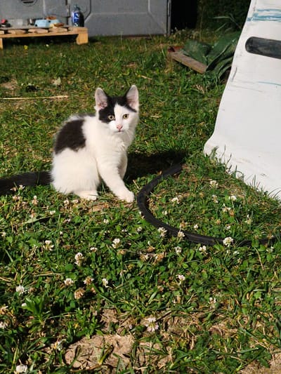 A black and white kitten sits on a patch of grass dotted with small white flowers. The kitten is facing the viewer with its head tilted slightly to the left. Its left eye is dark, and its right eye is a bright green. A black stripe runs from the kitten's left ear down to its left eye, and a black patch covers its left side. The kitten's tail, which is black, extends out of frame to the left. In the background, a light gray, flat structure is visible, as well as a wooden pallet with several objects on it, including a blue bowl and a bottle of liquid. The scene appears to be outdoors, possibly in a rural or semi-rural setting in Kyviškės, Lithuania, given the presence of grass, flowers, and what seems to be an outdoor storage area.