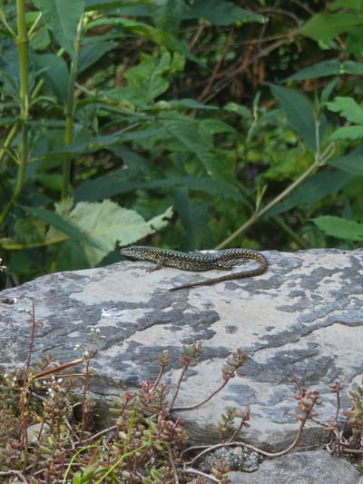 In this image, a small, brown and green lizard is perched on a grey, textured rock face. The lizard is positioned vertically on the rock, with its body running downwards. Its scales have a patterned appearance, and its tail curves upwards and then downwards behind it. To the left of the rock, out of focus, is an area of lush green foliage, suggesting a natural, outdoor environment. Small, reddish-brown plants with green leaves are growing along the right side of the rock, some with tiny white flower buds. The lighting suggests it could be daytime, and the scene appears to be serene and natural, possibly in the region of Cremia, Italy, given the context. There is no visible text in the image.