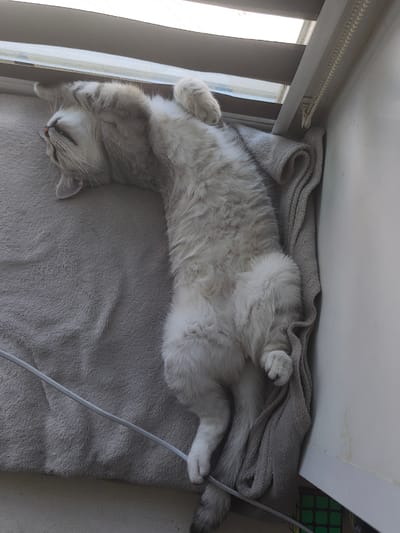 A light gray cat is sleeping on its back, sprawled on a soft, gray blanket. The cat is positioned on what appears to be a window sill, with the sun streaming in from above, suggesting it's daytime. The cat's eyes are closed, and its paws are relaxed. A rolled-up gray towel is tucked beneath the cat's body and tail. To the right of the cat, a white wall meets a cream-colored surface. A thin white cable runs across the blanket. In the bottom right corner, partially visible, is a green and black Rubik's Cube. The overall scene conveys a sense of peace and relaxation, as the cat enjoys a sunbath. The location context indicates this scene is in Chekhov-2, Russia.