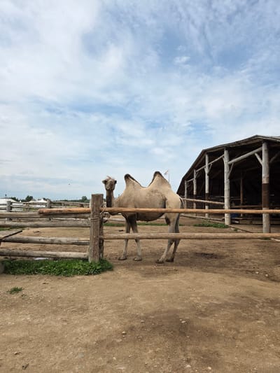 A two-humped camel stands in an enclosure made of wooden logs. The camel is light brown and facing the camera. Behind the camel, a rustic wooden barn with a thatched roof is visible, and beyond that, several yurt-like structures can be seen. The ground of the enclosure is dirt and gravel. The sky is cloudy with patches of blue. This scene appears to be located at a farm or zoo in Mashino, Russia.