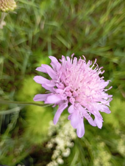 The image displays a close-up, slightly blurred view of a pale purple flower with many delicate petals and stamens. The flower is positioned centrally, with a blurred green and yellow background suggesting foliage and other vegetation. The overall impression is one of natural growth in an outdoor setting. The image does not contain any individuals or any discernible urban elements that would suggest a location within the city of Nizhnii Koz'myash, Russia.